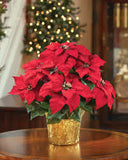 2025 Christmas Tree, Wreath, and Poinsettia Project