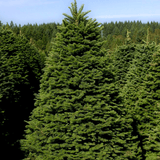2025 Christmas Tree, Wreath, and Poinsettia Project