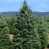 2025 Christmas Tree, Wreath, and Poinsettia Project