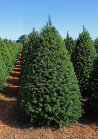 2025 Christmas Tree, Wreath, and Poinsettia Project